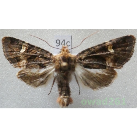 Rileyiana fovea (Treitschke, 1825) Hungaria94c